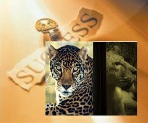 Les secrets de la réussite  En observant le Jaguar et la lionne on dénote deux stratégies complètement différentes pour attraper leur proie. Pour la réussite humaine, on peut largement s'inspirer de la leçon que nous délivre ces deux félins