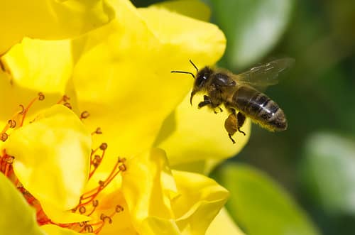 Manque de constance ! Etes-vous victime du syndrome abeille ? Le manque de constance est très courant, c'est un peu une baeile qui change en permanence de fleur pour butiner ; elle ne reste jamais sur sa fleur"