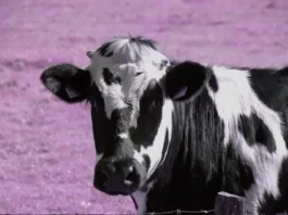 booster sa mémoire avec une vache